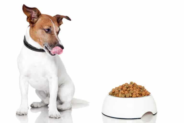 Reico – Reico Vital - Reico Hundefutter - Reico Futter – Reico Trockenfutter – Trockenfutter Hund - Bio Hundefutter – Nassfutter Hunde - Welpenfutter - Reico Hundefutter kaufen