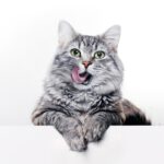 Reico Katzenfutter kaufen - Katzenfutter Test – Reico Erfahrungen - Reico Katzenfutter Erfahrungen - Reico Katzenfutter Test - Reico Futter – Katzenfutter ohne Zucker und Getreide – Katzenfutter ohne Zucker – welches Katzenfutter ist das beste – Nassfutter Katzen - gesundes Katzenfutter Test – Premium Katzenfutter – Katzenfutter online kaufen – Katzenfutter online – Katzenfutter kaufen – Katzenfutter bestellen – Bio Katzenfutter – gesundes Katzenfutter – Katzenfutter mit hohem Fleischanteil –Katzenfutter hoher Fleischanteil Test - Maxi Cat – Maxi CatVit – Futter Katze