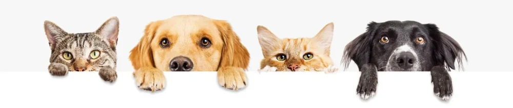 Reico Hundefutter - Reico Katzenfutter - Maxidogvit - Reico Tierfutter - Reico Vital - Reico Vital Systeme