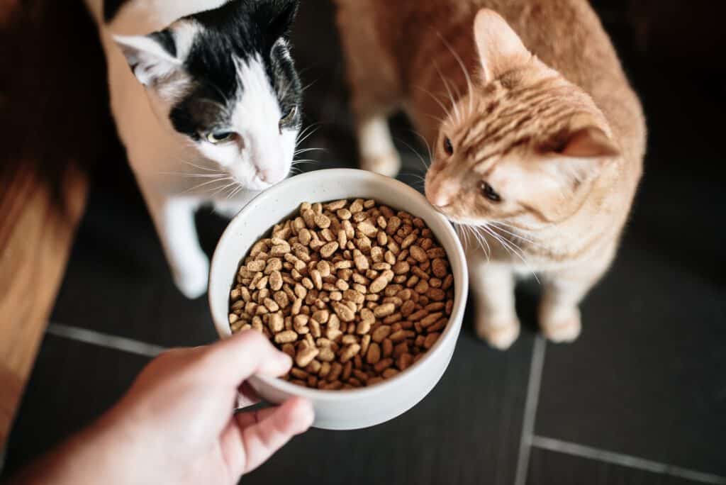 Fütterungsempfehlung Katzen Tabelle - Fütterungsempfehlung - Futtermenge Katzen - Katze Futtermenge - Futtertabelle Katze - Reico Katzenfutter - Welches Katzenfutter - Katze wieviel Futter - Wieviel Futter braucht eine Katze - Wieviel Katzenfutter pro Tag