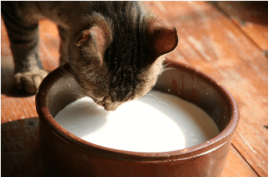 Katzenmilch - Katzenmilch für Kitten - Aufzuchtmilch Katzen - Milch für Katzenbabys -Katzenmilch für Katzenbabys - Katzen und Milch - Colostrum Katze – Kolostrum - Katzen füttern - Kitten Ernährung