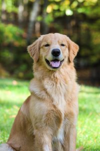 Finde Dein Reico Hundefutter bei uns in der Reico Futter Beratung und erfahre hier wie du Reico Hundefutter bestellen und Neukunde bei Reico wirst wie dieser tolle Golden Retriever, der auf einer Wiese sitzt und in die Kamera schaut.