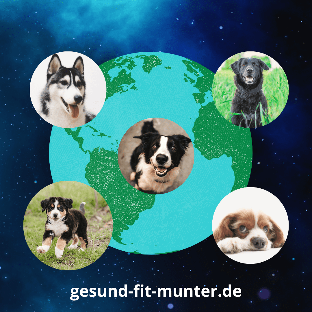 Welthundetag – Reico Hundefutter – Tierfutter Reico - Reico - Reico Vital – Reico Vital Systeme – Reico Futter – Reico Tierfutter - Reico Shop – Reico Online Shop - Reico Hundefutter Preise – Reico Trockenfutter - Reico Nassfutter – Reico Welpenfutter - Reico Champion - Reico Hundefutter kaufen - Maxidogvit kaufen