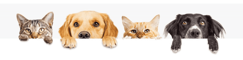 Reico Hundefutter - Reico Katzenfutter - Reico Futter - Reico Vital Systeme -1000x250px