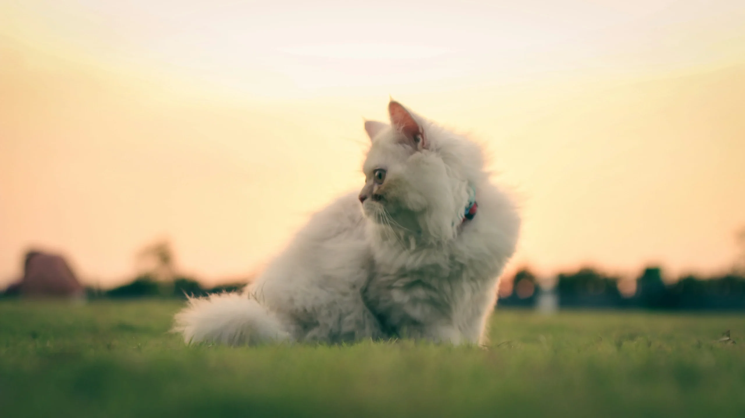 Ganzheitliche Tiernahrung