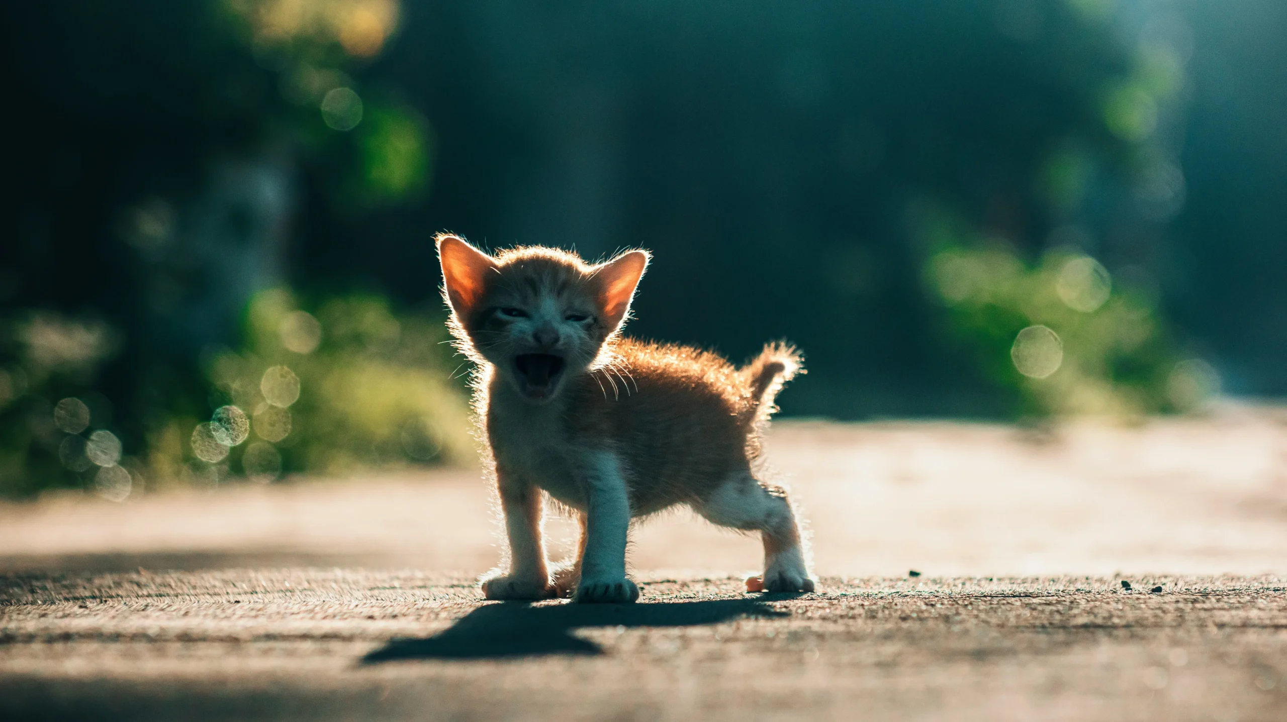 Zusatz-Einkommen durch Tierliebe